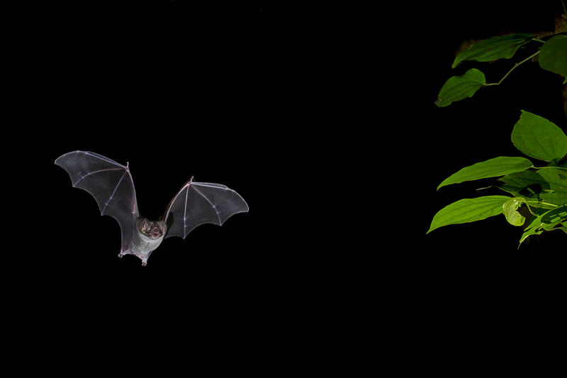 Bonito - Photo by Hudson Garcia (26)